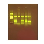 DNA, PCR & Genetic Engineering Labs